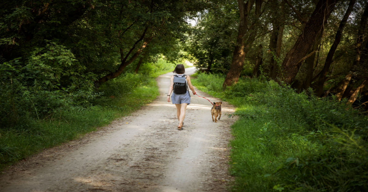 Staying Safe While Walking Your Dog